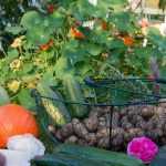 Companion planting in the vegetable garden