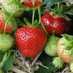 Growing strawberries