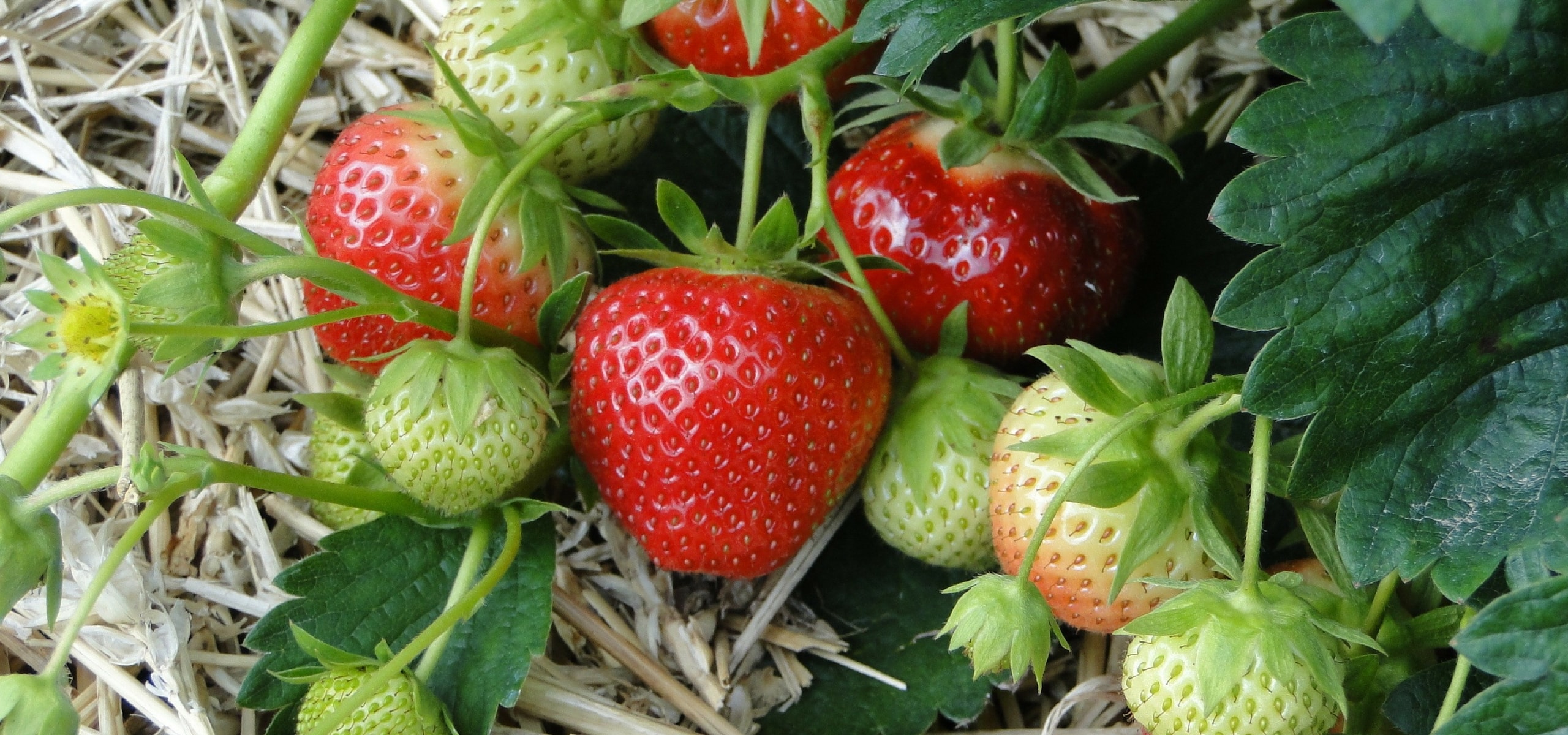 Growing strawberries