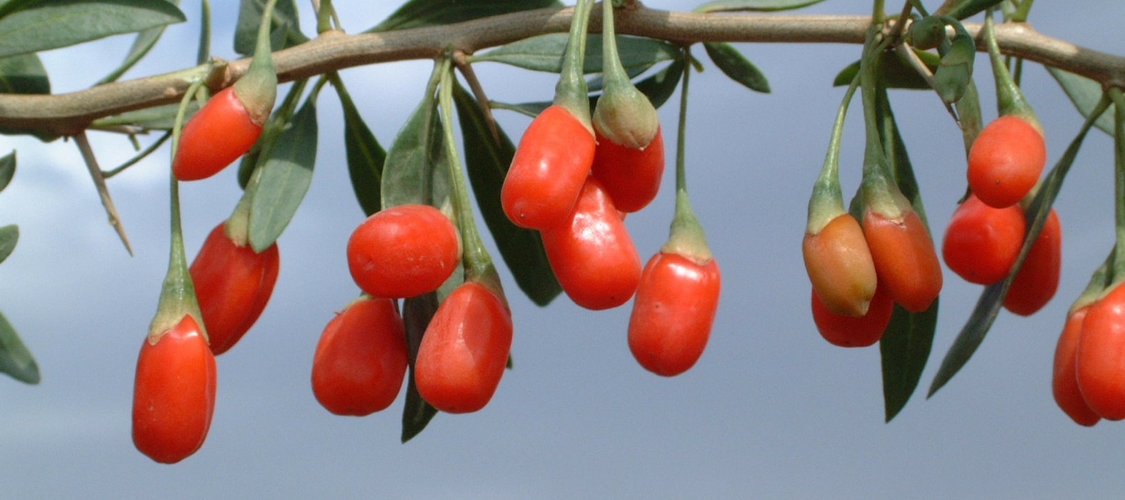 Cultivation, harvest and drying of Goji berries