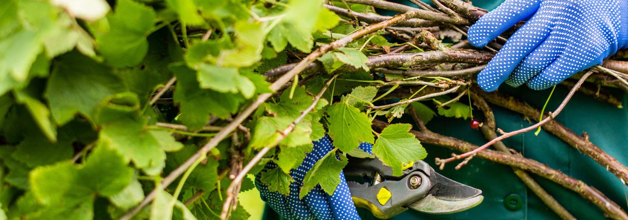 Pruning blackcurrant bushes: when and how to do it successfully