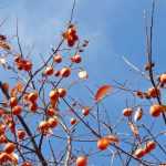 Kaki or persimmon: planting, pruning and maintenance