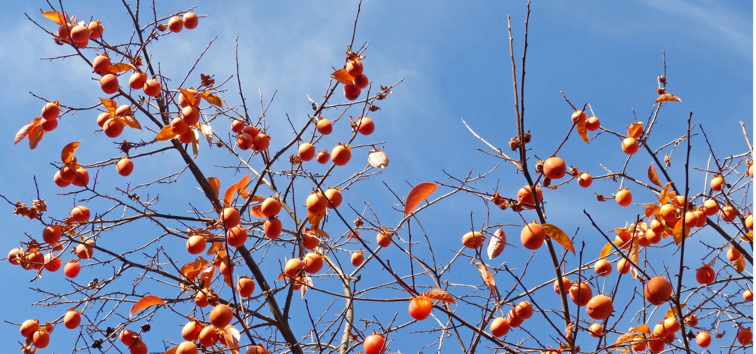 Kaki or persimmon: planting, pruning and maintenance