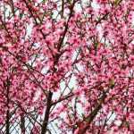 Peach and nectarine: planting, pruning and maintenance