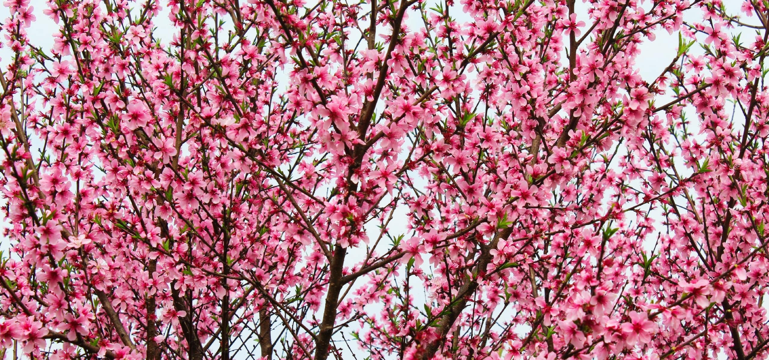 Peach and nectarine: planting, pruning and maintenance