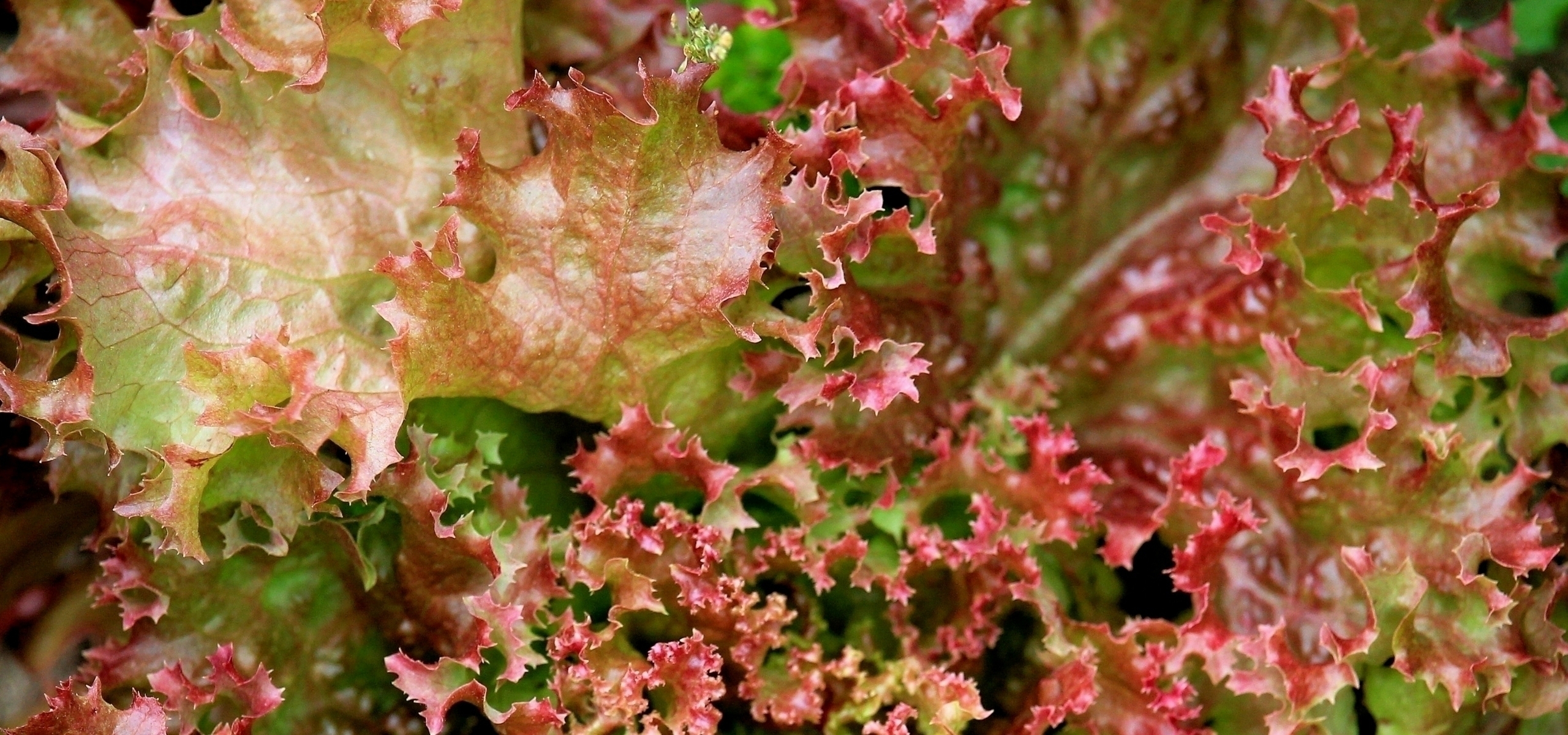 Succeeding in growing lettuces