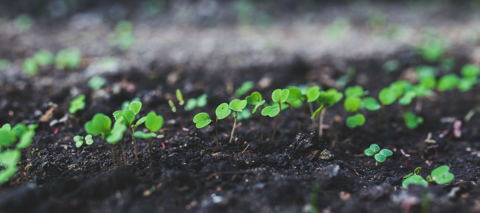 Sow in warmth or on a hotbed