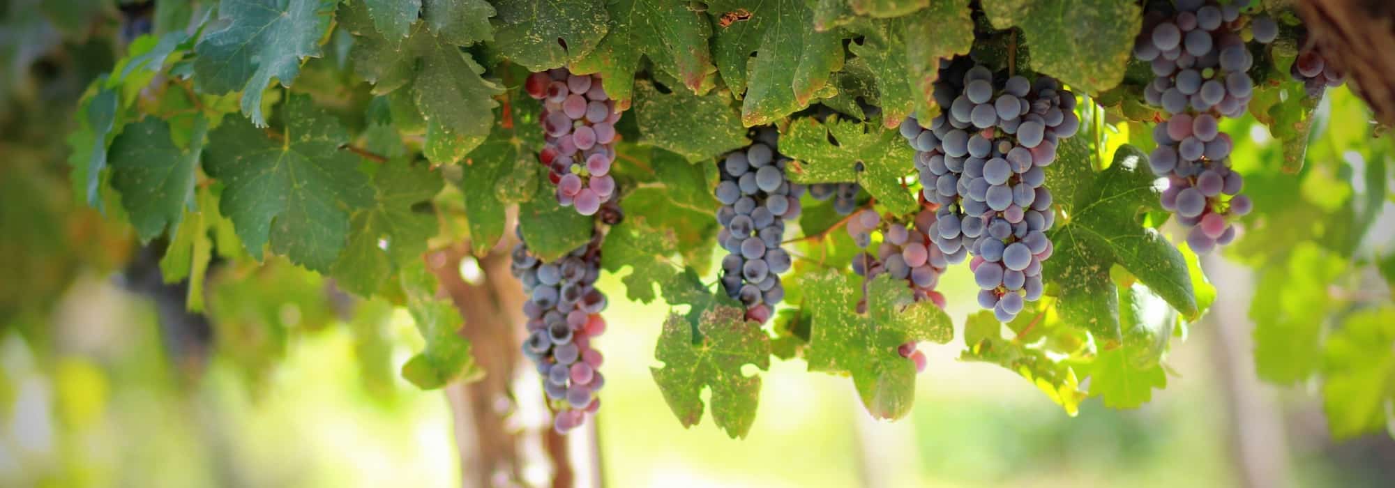 Vine: planting, pruning and care