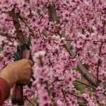 Fruit trees: pruning of a young shoot