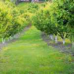 Liming fruit trees