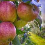 Creating an orchard: choosing fruit trees wisely