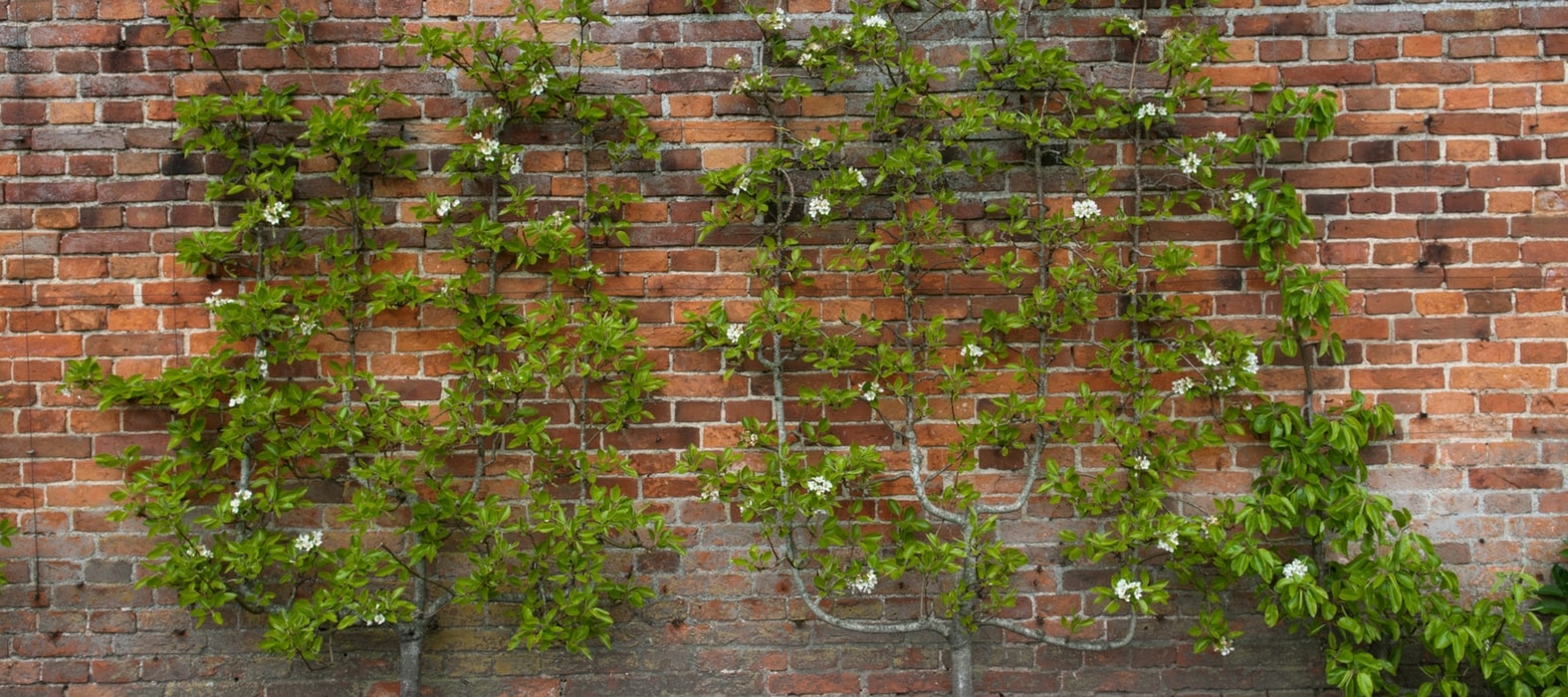 Pruning fruit trees in palmate