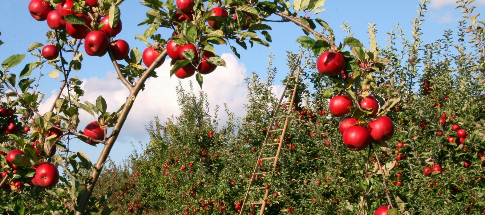 Fruit trees: protect your orchard naturally