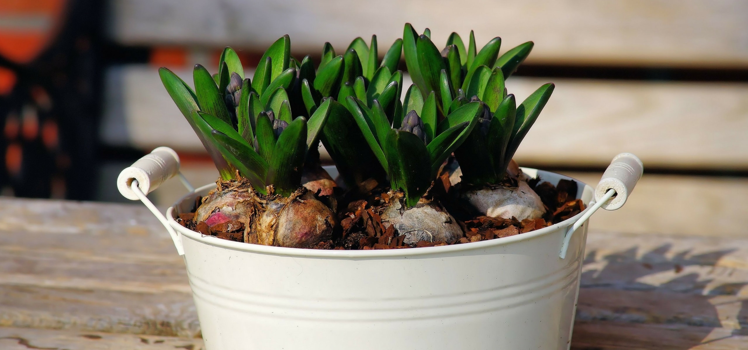 How to plant bulbs prepared for indoor forcing?