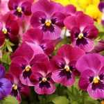 Plant biennials in plug plants