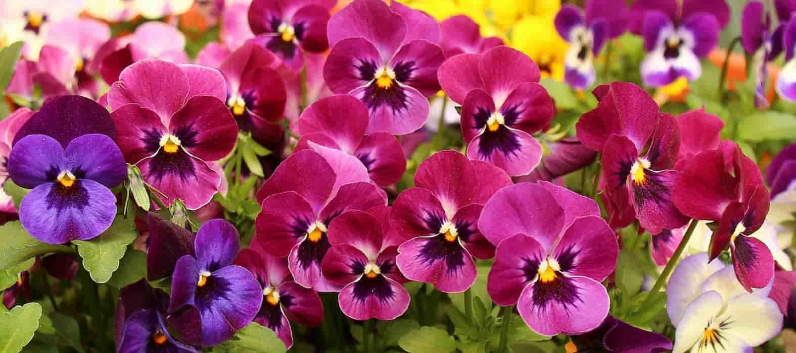 Plant biennials in plug plants