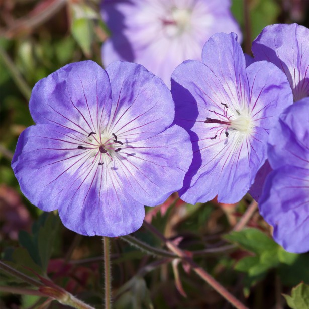 5 long-flowering groundcover perennials to have!