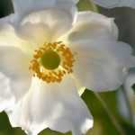 Japanese anemones: planting and care