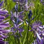 Camassia: planting, caring for and associating in the garden