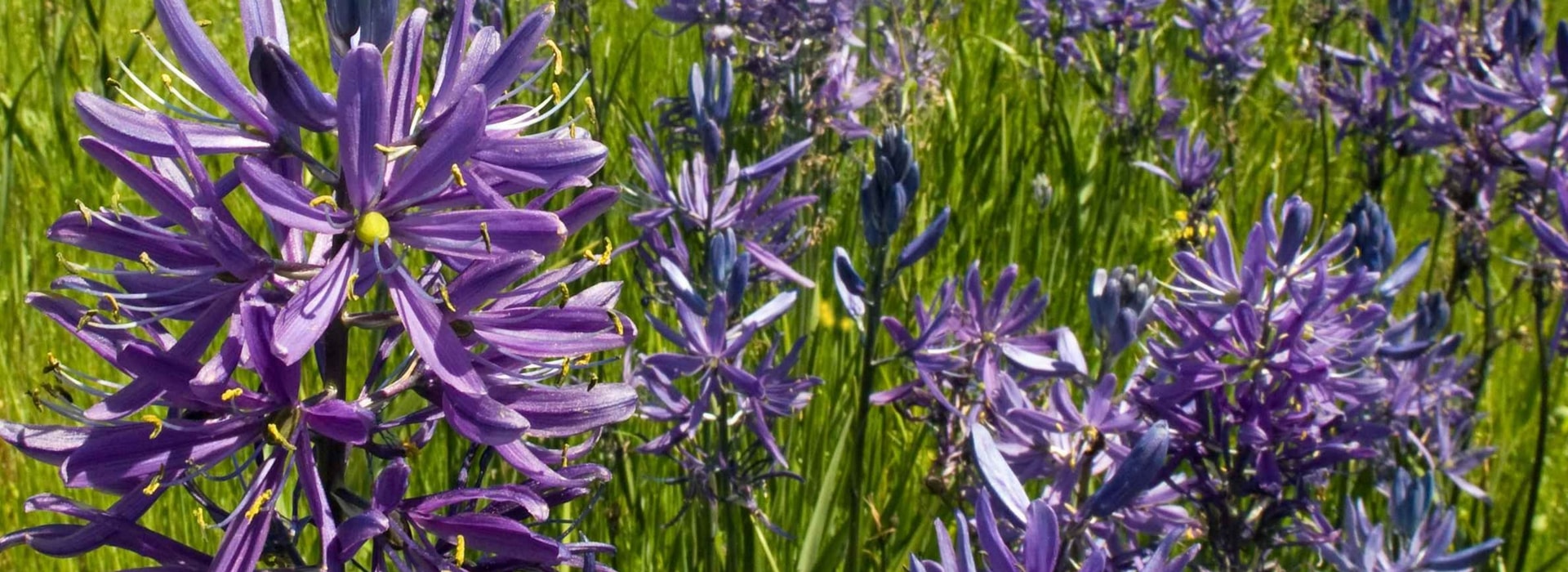 Camassia: planting, caring for and associating in the garden