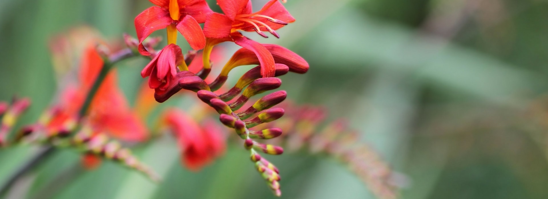 Crocosmia, montbretia: planting, cultivation and maintenance