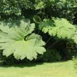 Protecting a Gunnera in 4 steps