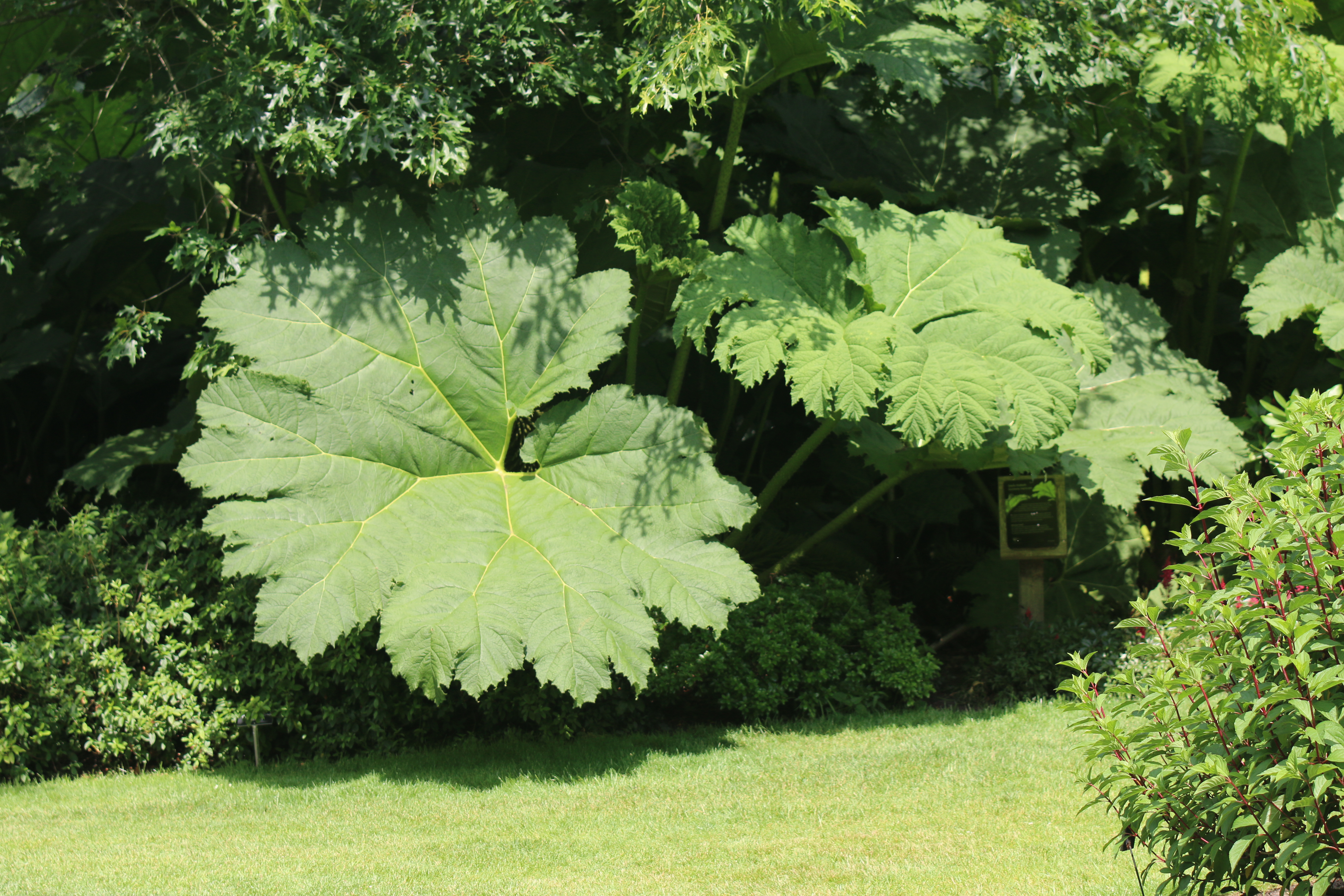 Protecting a Gunnera in 4 steps
