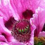 Oriental poppies: how to grow them