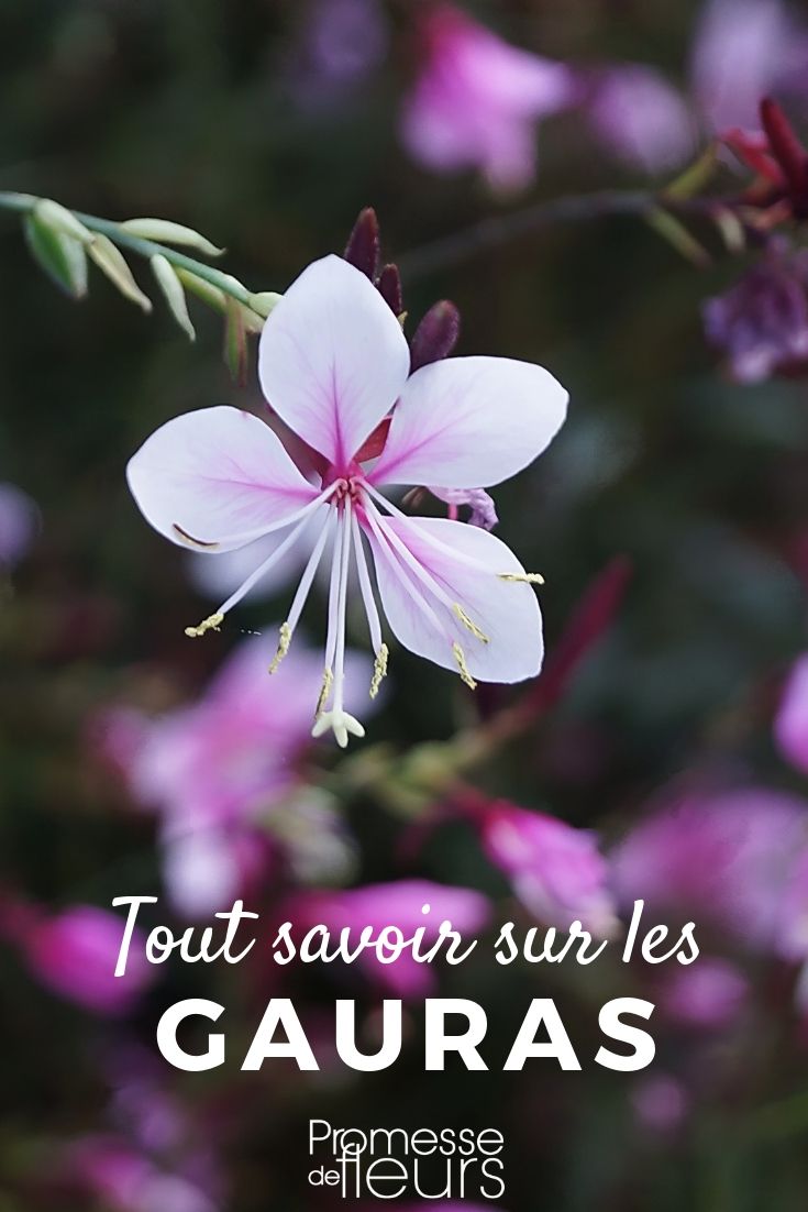 Gaura: Planting, Cultivation, Maintenance