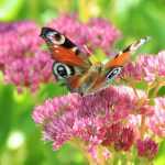 Sedum or Orpin: how to plant, cultivate and propagate them