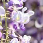 Wisteria: how to plant, prune and care?