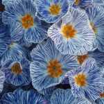 Primula: planting, cultivation, maintenance and companion planting