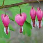 Bleeding heart: planting, cultivation and companion planting