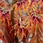 Hamamelis: planting, growing, care and associations