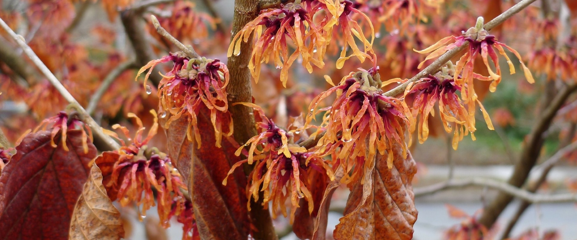Hamamelis: planting, growing, care and associations