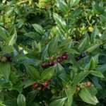 Sarcococca: how to grow and prune it