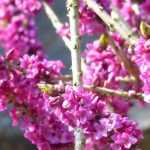 Daphne: planting, growing and care