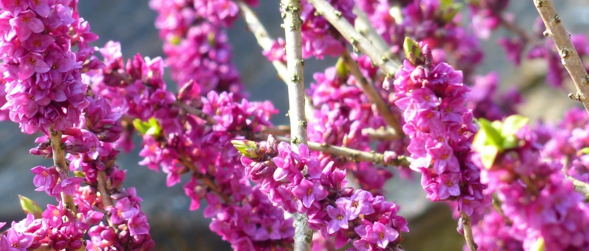 Daphne: planting, growing and care