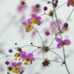 Thalictrum, pigamon: planting, cultivation and association