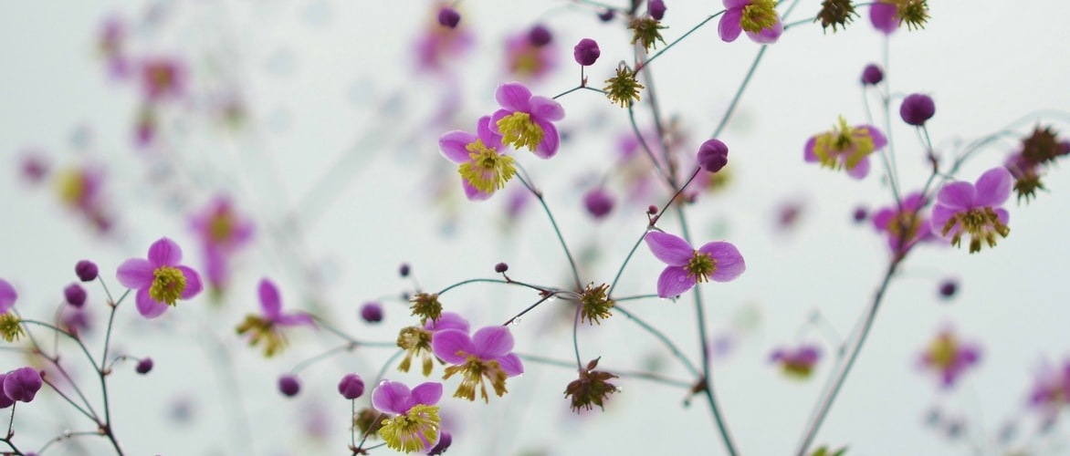 Thalictrum, pigamon: planting, cultivation and association