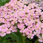 Achillea : plant, cultivate and maintain