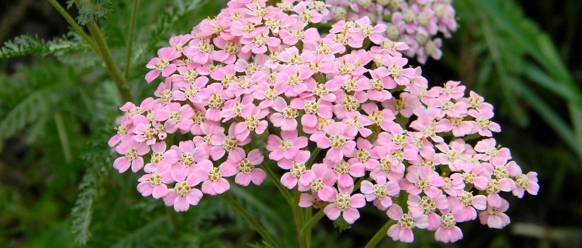 Achillea : plant, cultivate and maintain