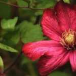 Clematis: planting, pruning and care