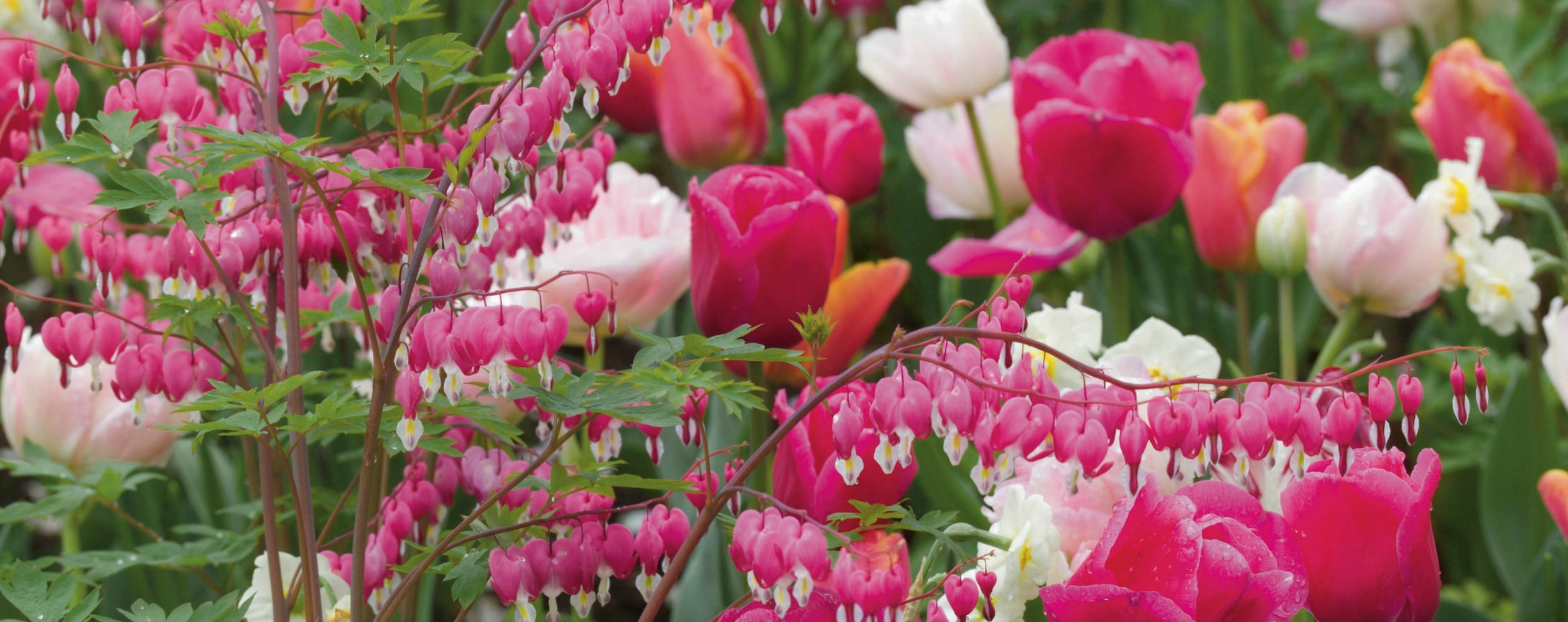 Bleeding heart: 8 beautiful pairing ideas