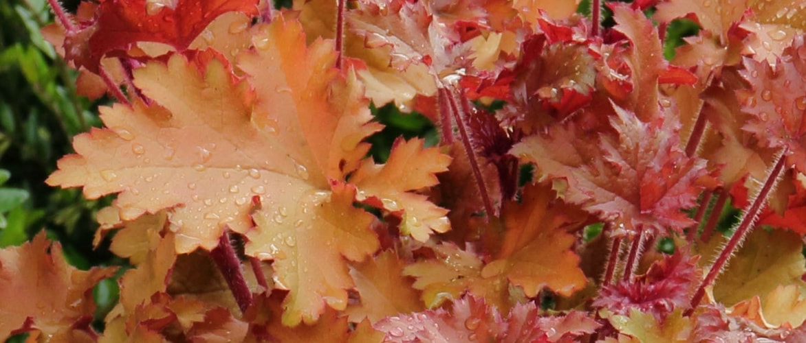 Heucheras: planting, growing and care