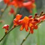 Crocosmia or montbretia: 9 ideas for associations