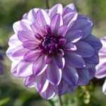 Dahlia: planting, care and growing tips