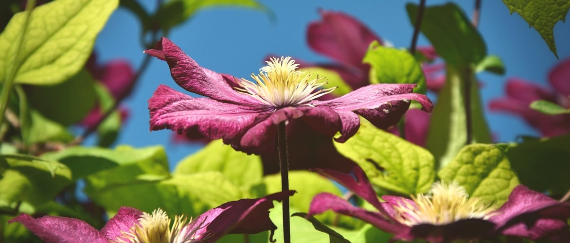 How to train and stake clematis?