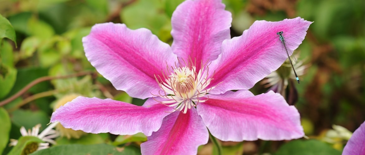 How to prune and care for clematis?