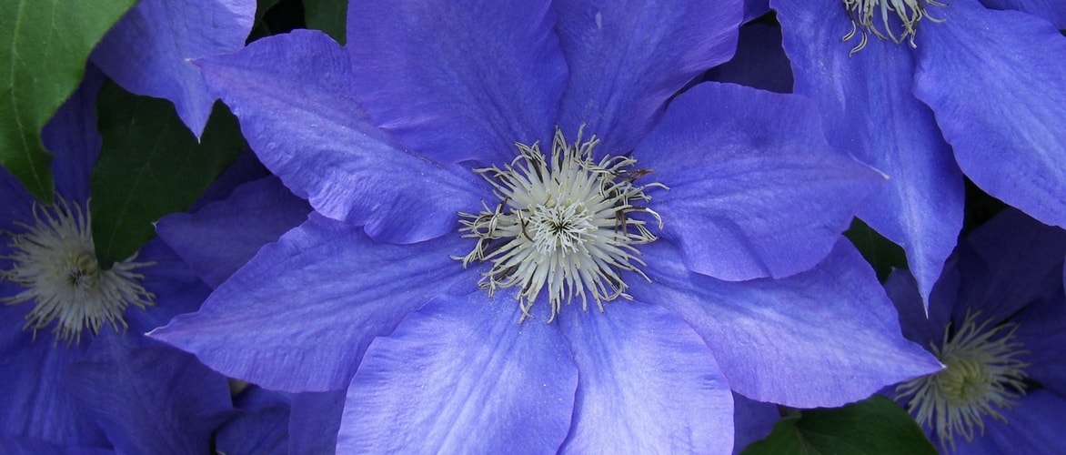 Clematis diseases